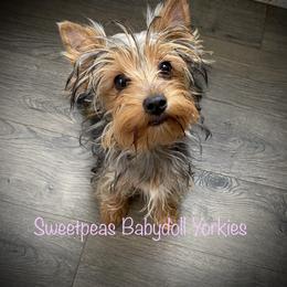 Maybell - Yorkshire Terrier