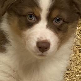 Australian Shepherd Puppies from Mullis Australian Shepherd