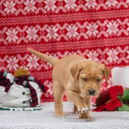 Labrador Retriever Puppies from Sun Ridge Labradors