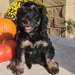 Lani (light Purple) - Phantom female Bernedoodle puppy in Austin, Texas from Aloha Bernedoodles of Austin