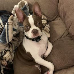 Boston Terriers from Bluffview Boston