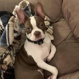 Boston Terriers from Bluffview Boston