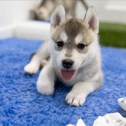 Glitter - Gray and white female Siberian Husky puppy in North Miami, Florida from Kardrovi Siberians