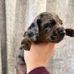 Lilac collar - Black and cream female Dachshund puppy in Centralia, Washington from FairyTail Dachshunds