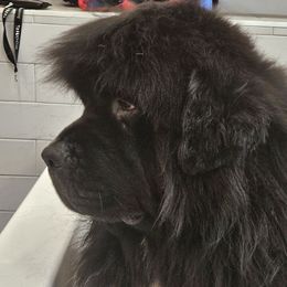 Elvis - Newfoundland
