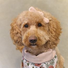 Maple - Goldendoodle