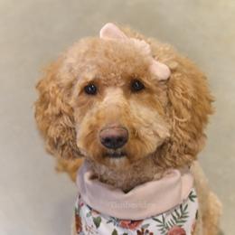 Maple - Goldendoodle