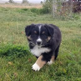 Teddy - Australian Shepherd puppy in Powell, Wyoming from Waterworth Australian Shepherds
