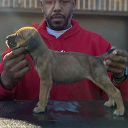 Girl 3 - Red female Cane Corso puppy in Sienna, Texas from Robinson Elite Corsos