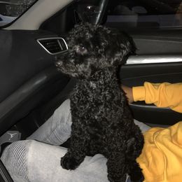 Cockapoo and Poodle Puppies from Nikol Nik