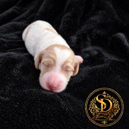 AKC Longhaired Cream Piebald Chloe - Cream female Dachshund puppy in Los Angeles, California from Sterling Dachshunds