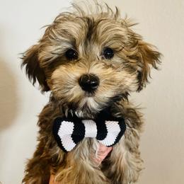 Maltipoo Puppies from Bellamy Maltipoos