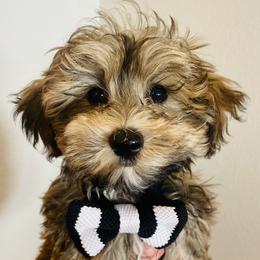 Maltipoo Puppies from Bellamy Maltipoos