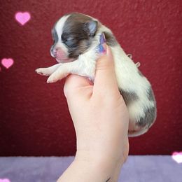 Girl 2 - Blue parti female Pomeranian puppy in Albany, Oregon from Purrs N Poms