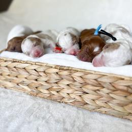 Goldendoodle Puppies from Ruby's Kit & Ka'Doodles