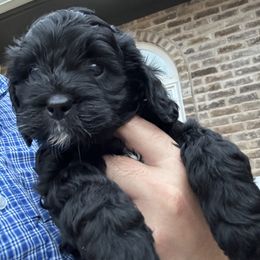 Cavapoo and Shihpoo Puppies from Haus of Doodles