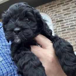 Cavapoo and Shihpoo Puppies from Haus of Doodles