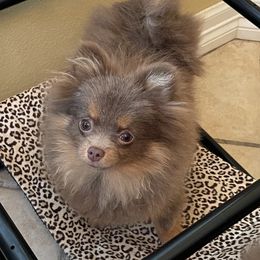 Pomeranian Puppies from Hummingbird & Fox