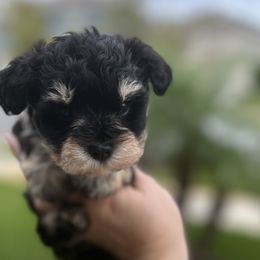 Boy 1 - Miniature Schnauzer puppy from Xaysha’s Miniature Schnauzers