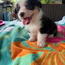 Glory - Black and tan female Pembroke Welsh Corgi puppy in Purcell, Oklahoma from Lewis Aussie’s & Corgi’s