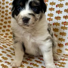 Oogie - Blue merle male Miniature Australian Shepherd puppy in Hillsboro, Texas from H&J Aussies