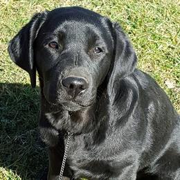 Dachshunds and Labrador Retrievers from Scioto Labradors & Runway Dachshunds