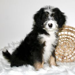 Sadie- Ready now - Tri-color female Bernedoodle puppy in Apple Creek, Ohio from Arlene Hershberger