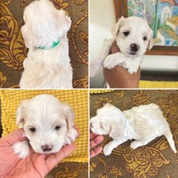 Boy 2 - White male Maltipoo puppy in Las Vegas, Nevada from Maltipoo_vegas