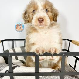 Aussiedoodle, Bernedoodle, and Goldendoodle Puppies from Dandy Doodle Ranch
