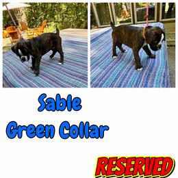 Boxer Puppies from Tischfelsen European Boxers