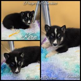 Kira - Black tan and white female Siberian Husky puppy in Bloomfield, Indiana from Paiges lil huskies