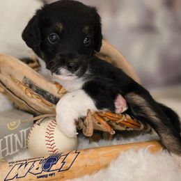 Elvis - Black male Double Doodle puppy in Prescott Valley, Arizona from Ramirez Family Doodles