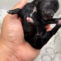 Lixira's Valentino - Black male Poodle puppy in Sumter, South Carolina from Lixira Poodles LLC