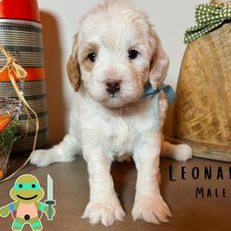 Leonardo - Parti male Goldendoodle puppy in Hilton, New York from The House of Goldendoodle