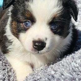 Kissy - Black tri female Toy Australian Shepherd puppy in Powell Butte, Oregon from Willow Lane Ranch