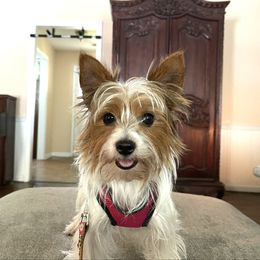 Luna - Yorkshire Terrier