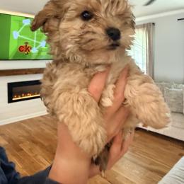 Miniature Schnauzer and Schnoodle Puppies from Shannon Johnson