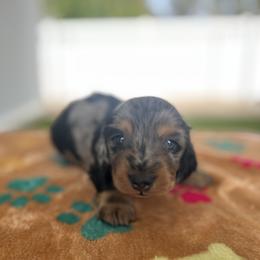 Chunky Monkey - Dapple male Dachshund puppy in Chino Hills, California from Wooofyland LLC