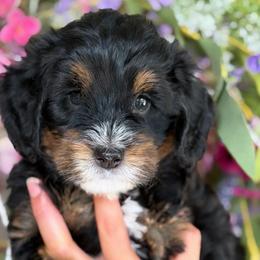 Lilo - Tri-color female Bernedoodle puppy in Yuciapa, California from AlltheDoodlez_