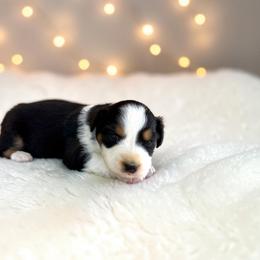 Drift - Black tri-color male Australian Shepherd puppy in Statesville, North Carolina from Charming Australian Shepherds