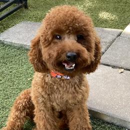 Trump - Poodle