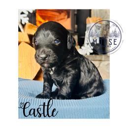 Castle - Black female Bernedoodle puppy in Belleville, Michigan from Moose Tracks Bernedoodles