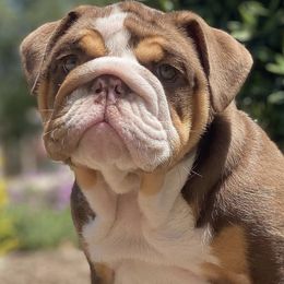 Bulldogs and French Bulldogs from MMG Bulldogs