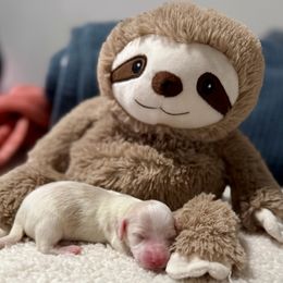 Cream piebald - Cream female Dachshund puppy in Crestview, Florida from Neverending Dachies