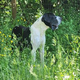 Hurk - Great Dane