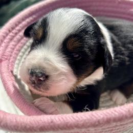 Zenyatta - Black tri female Miniature Australian Shepherd puppy in Beaver, Utah from Renegade Point Stock Dogs