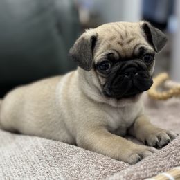 Beanie's Boy - Green Collar - Fawn male Pug puppy in Troutman, North Carolina from Ohana Pugs