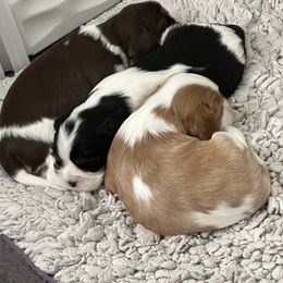 Cavalier King Charles Spaniel Puppies from Cavaliers of New Castle