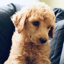 Fresca - Poodle puppy in Grant County, Indiana from Massey Creek Kennels