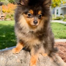 Dale - Blue and tan male Pomeranian puppy in Hayward, California from Bay Area Designer Poms
